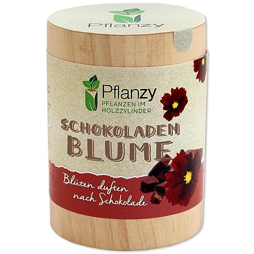 Feel Green Pflanzy Schokoladenblume, Nachhaltige Geschenkidee (100% Eco Friendly), Grow Your Own/Anzuchtset, Pflanzen im Holzzylinder, Made in Austria, Holz